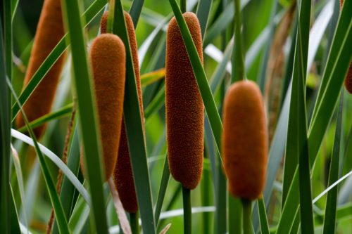 cattails cattails